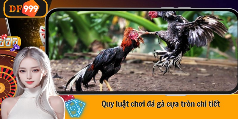 Quy luật chơi đá gà cựa tròn chi tiết