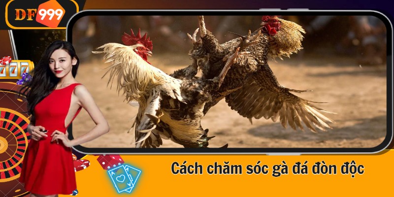 Cách chăm sóc gà đá đòn độc