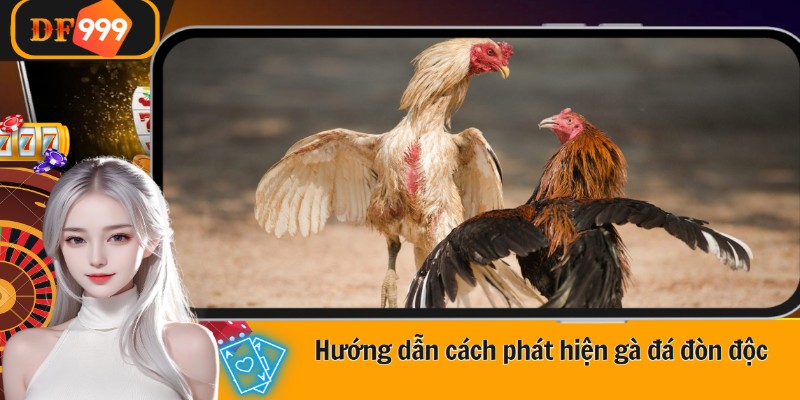 Hướng dẫn cách phát hiện gà đá đòn độc